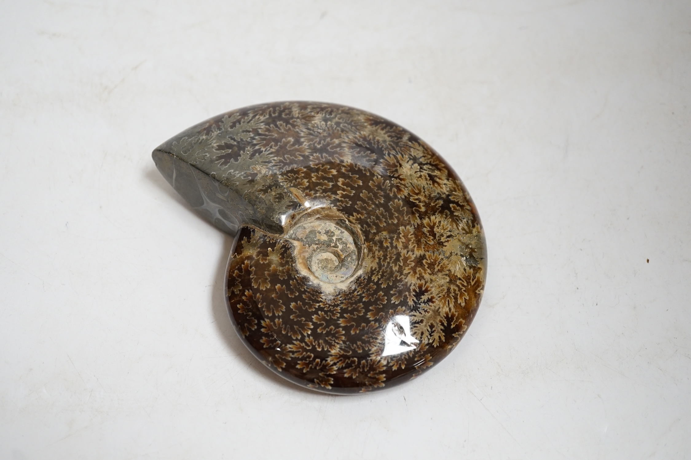Three polished ammonite fossils, largest 14cm wide. Condition - fair to good